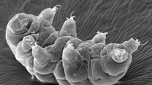 tardigrade